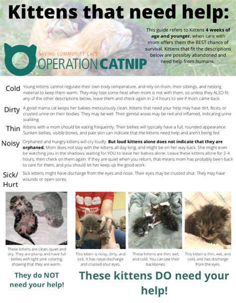 Finding And Caring For Kittens — Operation Catnip