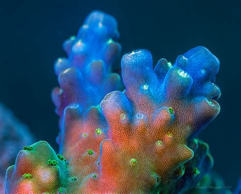 Fantastic World Of Fluorescent Corals On Behance