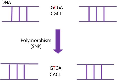 A Single Nucleotide DNA Polymorphism SNP Is Defined As A Single DNA