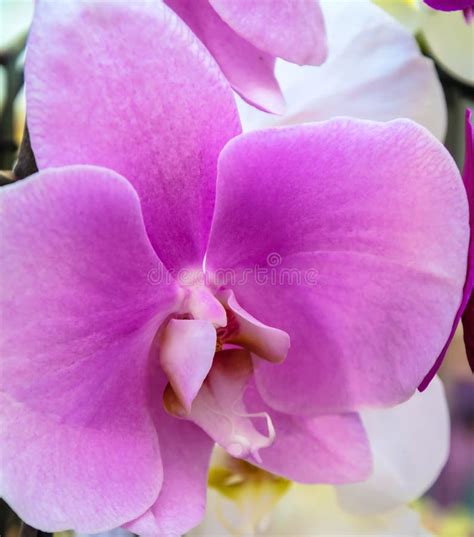 Lilac Exotic Orchid Stock Photo Image Of Beauty Plant 213062382