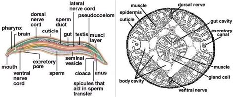 Roundworm Structure