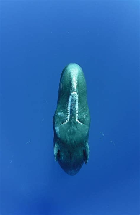 Sleeping Whales Captured Off The Coast Of The Caribbean Island Dominica