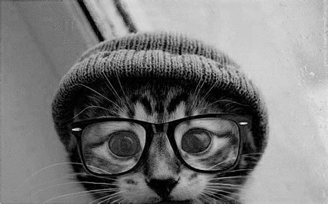 Hipster Cat On Tumblr