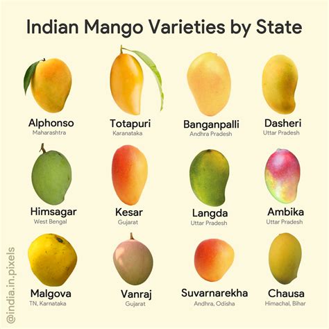Most Famous Commercial Varieties Of Mangoes In India Indiaspeaks
