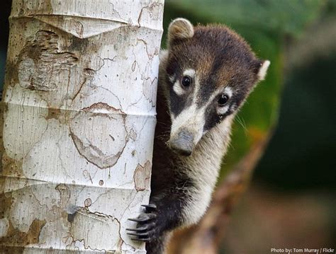 Interesting Facts About Coatis Just Fun Facts
