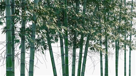 Phyllostachys Bambusoides Madake Giant Timber Bamboo 3d Model
