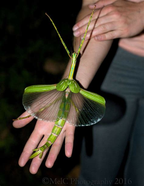Eurycnema Goliath The Goliath Stick Insect One Of The Largest Stick