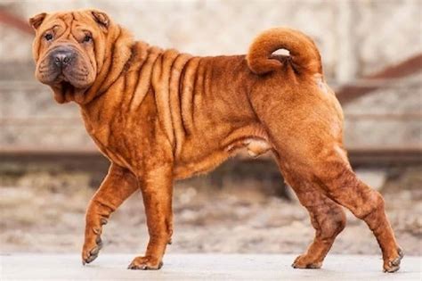 Chinese Shar Pei Ultimate Guide Health Personality And More