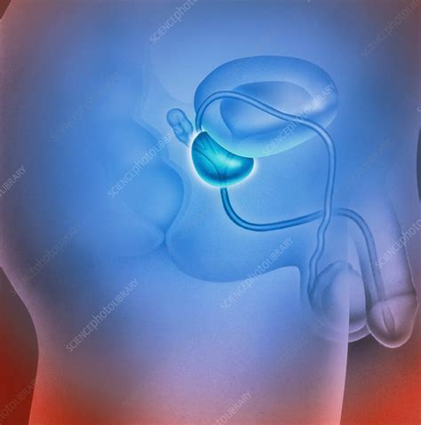 Artwork Of Prostate Gland And Male Genitalia Stock Image P7550016 Science Photo Library