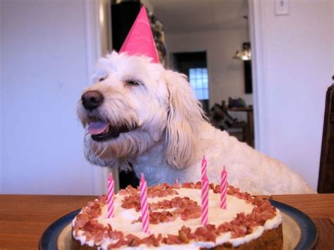 The Best Ideas For Birthday Cake For Dogs Easy Recipes To Make At Home