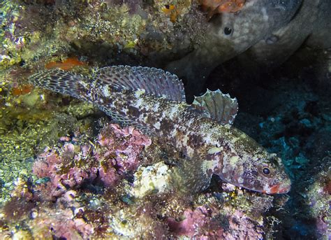 Biologists Discovered Two New Species Of Goby Fish In The Philippines