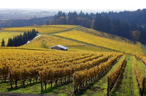 Best Wineries In Willamette Valley For Oregon Pinot Noir Savored Journeys
