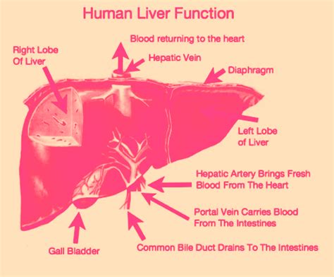 The liver has many essential roles in keeping us alive, including: Have you Checked Your Liver Function?