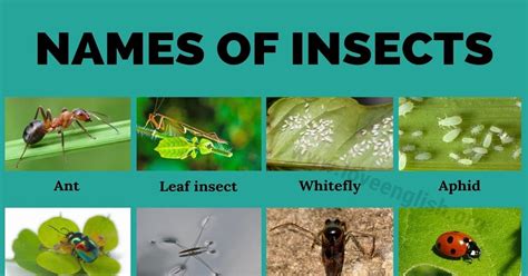 Insects 60 Names Of Insects And Bugs You Probably Dont Know Love