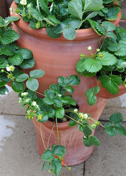 Buy Terracotta Strawberry Planter Delivery By Waitrose Garden In