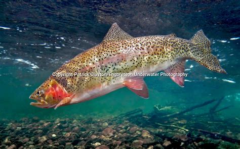 Rainbow Trout Engbretson Underwater Photography