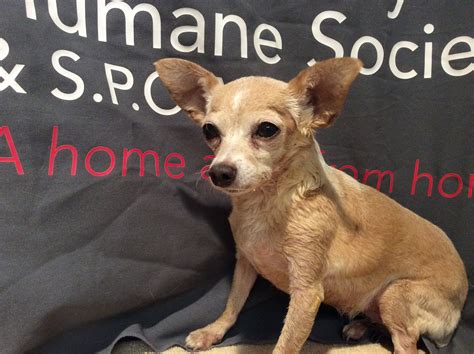 Looking for the perfect name for your little one? Chihuahua dog for Adoption in pomona, CA. ADN-680738 on ...
