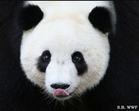 Picture Pandas Bear Animals