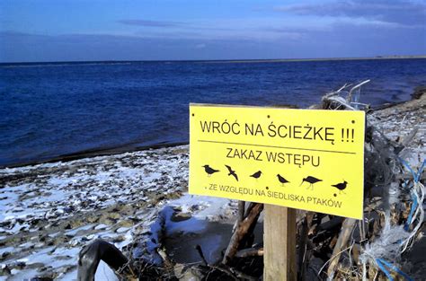 Centrum informacji i edukacji ekologicznej w gdańsku zaprasza na rodzinną wyprawę z lornetką i lunetą do rezerwatu mewia łacha!. mewia_lacha
