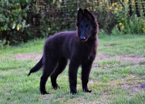 Shetland sheepdog, sheltie puppies for sale by reputable breeders who comply with all standards. Belgian Shepherd Dog (Groenendael) Puppy | Templecombe ...