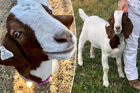 I Gave My Goat To The State Fair And They Barbecued It — Now I M Suing