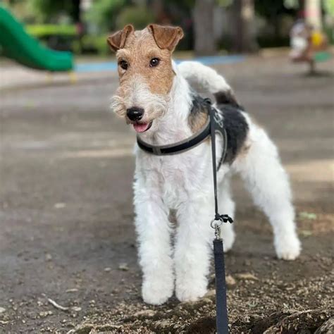 10 Fun Facts About Wire Fox Terriers