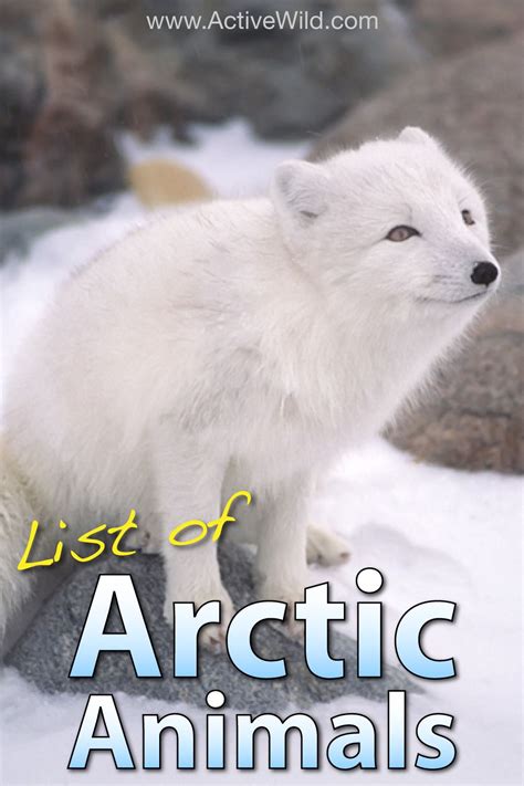 Tundra Animal Facts And Information
