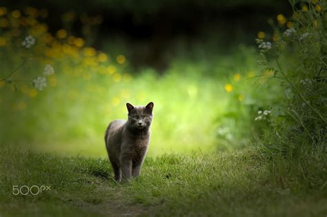 The Cat Null Forest Cat Cats Cat Photography