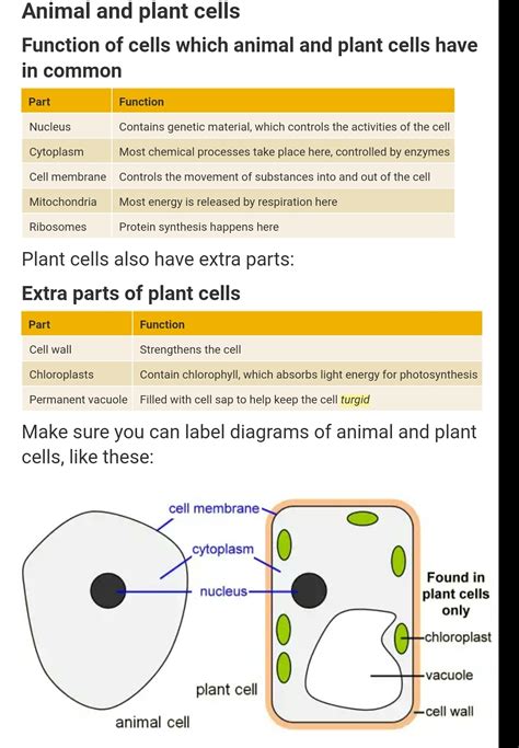 The Functions Of Each Part Of The Plant Cell