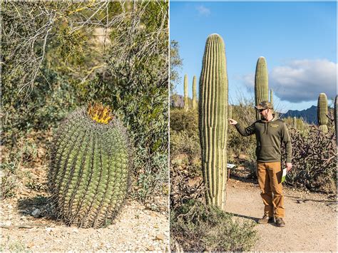 When applying online you need to have access to a scanner or camera to create electronic copies of your documents for uploading as well as a valid credit or debit card for payment. Saguaro National Park | Sonora Desert, Arizona