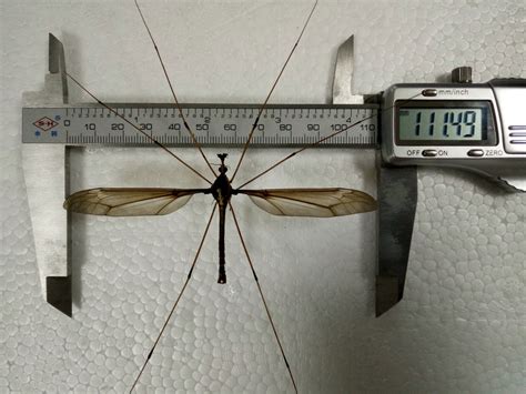 The World S Largest Mosquito Was Discovered In China And We Re Glad It S Now Dead Koreaboo