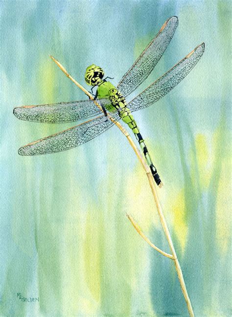 Green Dragonfly Giclee Print From A Watercolor The Golden Gallery