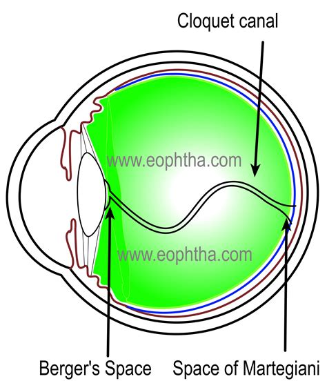 Anatomy Of Vitreous