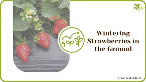 Overwintering Strawberries How To Make Your Berry Plants Survive