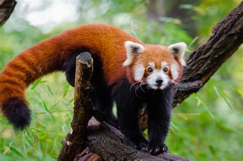 Red Panda Facts for Kids | Red Pandas | Cute Red Panda Photos