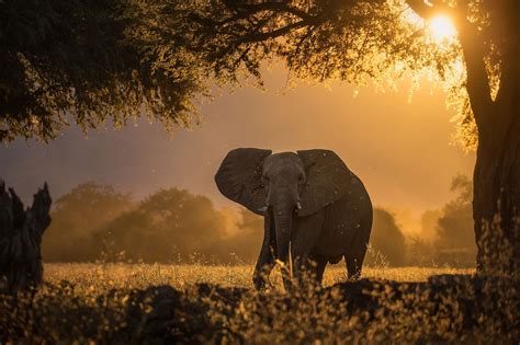 Elephant Forest Sunbeams Morning 4k Hd Animals 4k Wallpapers Images