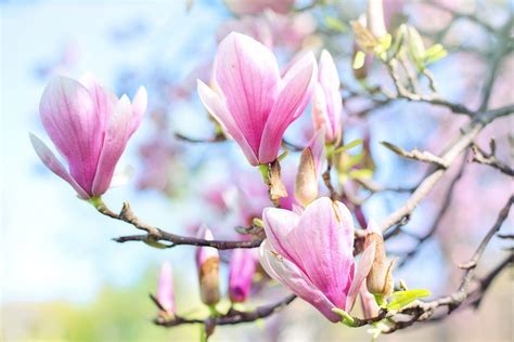 Magnolia Blossoms Blooms Free Photo On Pixabay