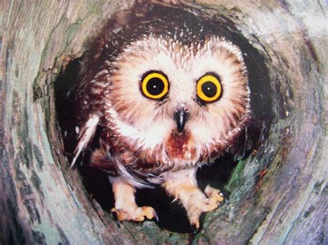 Wide Eyed Baby Owl Animals Animals Beautiful Baby Owls