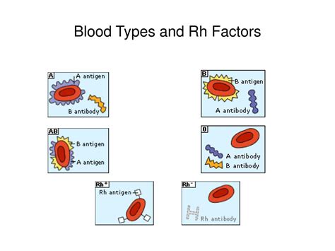 Ppt Blood Types And Rh Factors Powerpoint Presentation Free Download