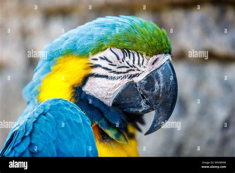 Bright Blue And Yellow Macaw Portrait Shot Stock Photo Alamy