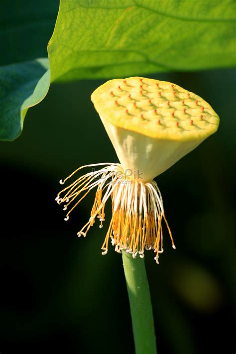 Seedpod Of The Lotus Picture And Hd Photos Free Download On Lovepik