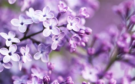 Flowers Purple Blurred Lilac Purple Flowers Wallpapers HD Desktop And Mobile Backgrounds