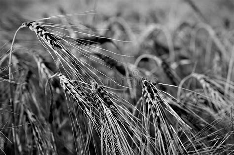 A Corn Field In Black And White Stock Image Image Of