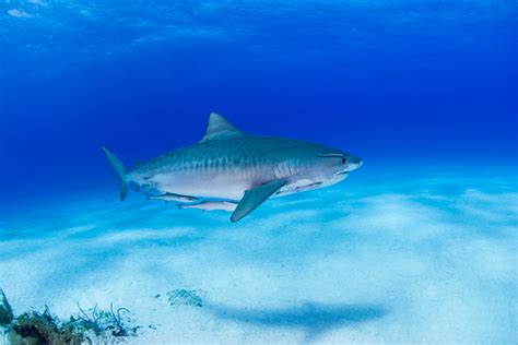 Keine rücknahme und keine garantie da privatverkauf. Tigerhai | VisionDive
