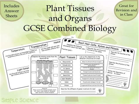 Plant Tissues And Organs Gcse Biology Worksheets Teaching Resources