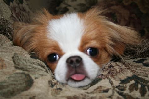Lovely Japanese Chin Dog Photo And Wallpaper Beautiful Lovely Japanese