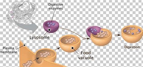What organelles in plant and fungal cells perform the same role as lysosomes do in animal cells? Lysosome Plant Cell Peroxisome Vesicle PNG, Clipart ...