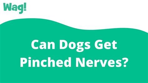 What Are The Symptoms Of A Pinched Nerve In Dogs