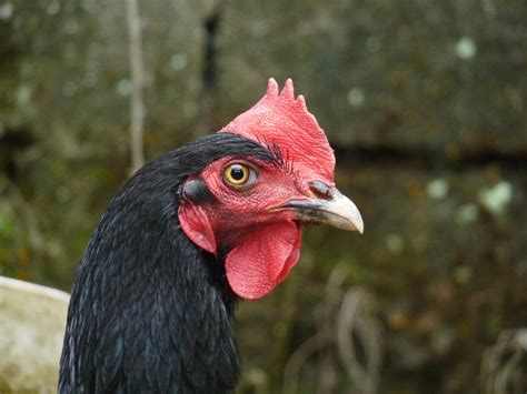 Free Images Bird Wildlife Beak Chicken Fowl Fauna Rooster