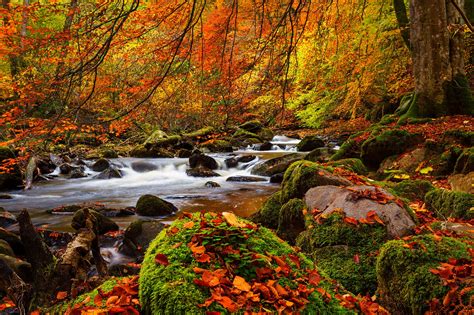 Stream In Autumn Forest 4k Ultra Hd Wallpaper Background Image 4096x2728 Id745845